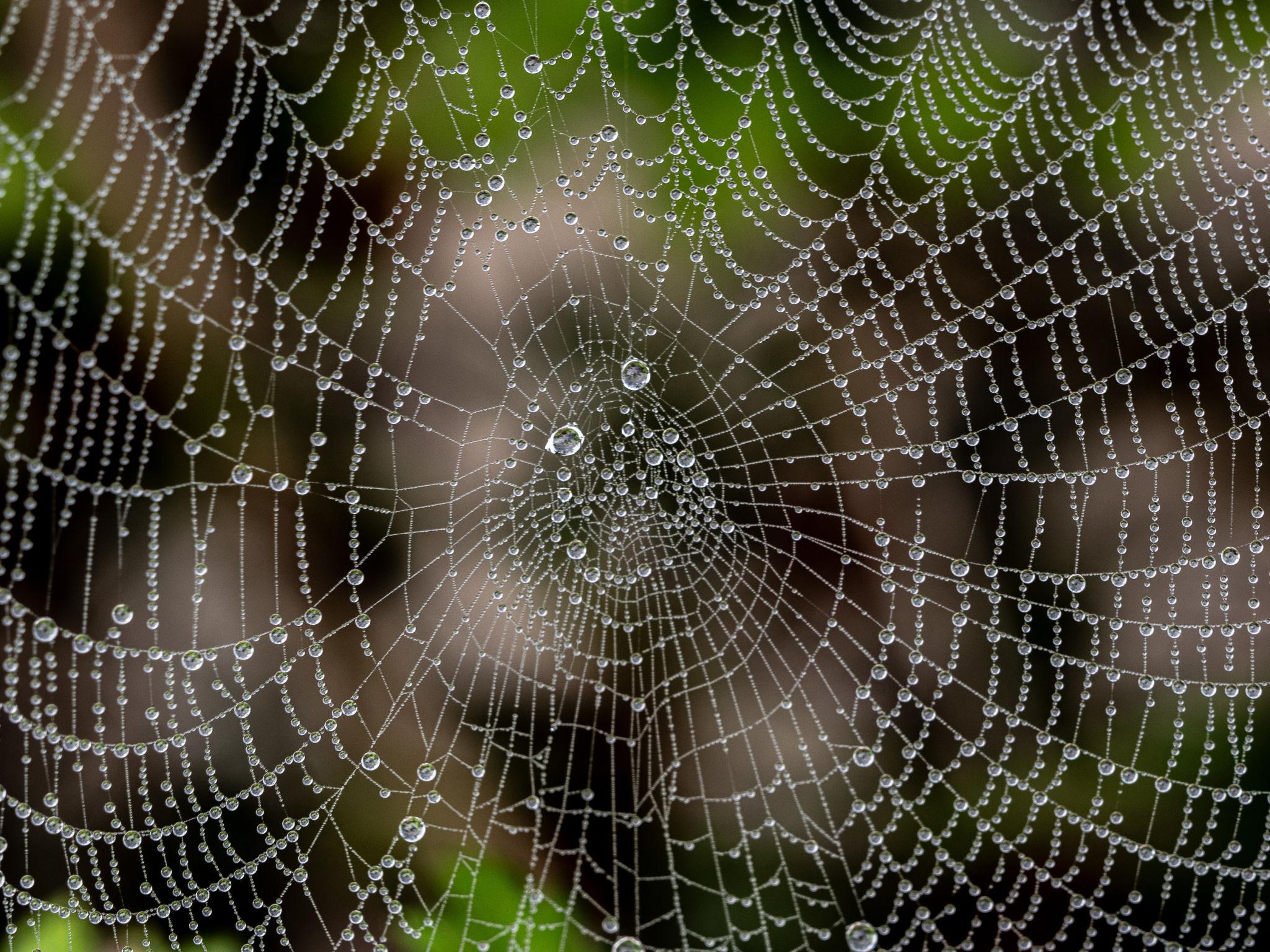 Spider web.jpg
